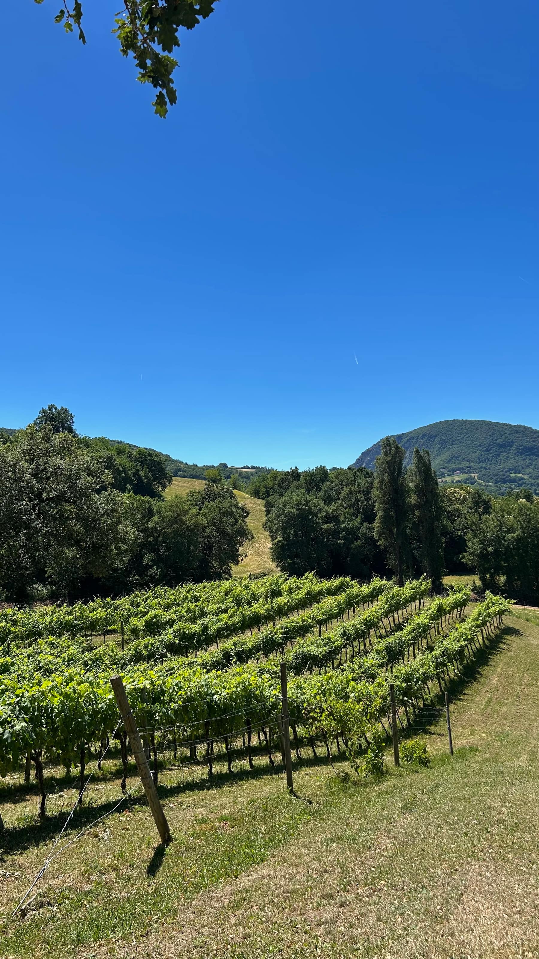 Le vigne di Gargeto da cui nasce il mosto dei condimenti